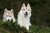 SIBERIAN HUSKY 834